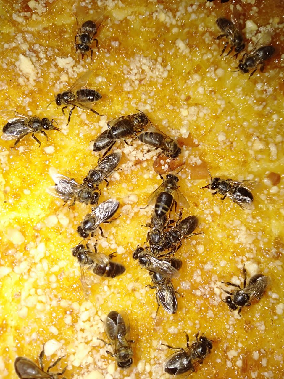 bee in orange cake