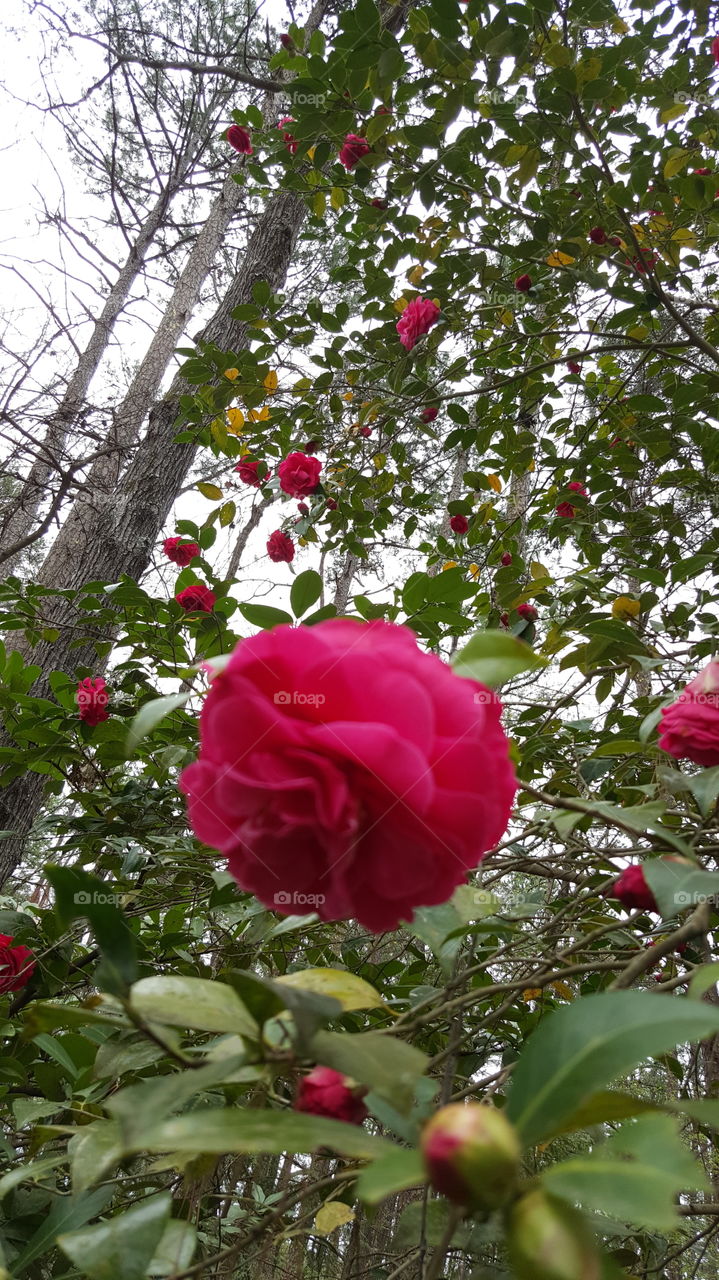 nature Bloom blossom yard Garden no one environment green leaves pedal