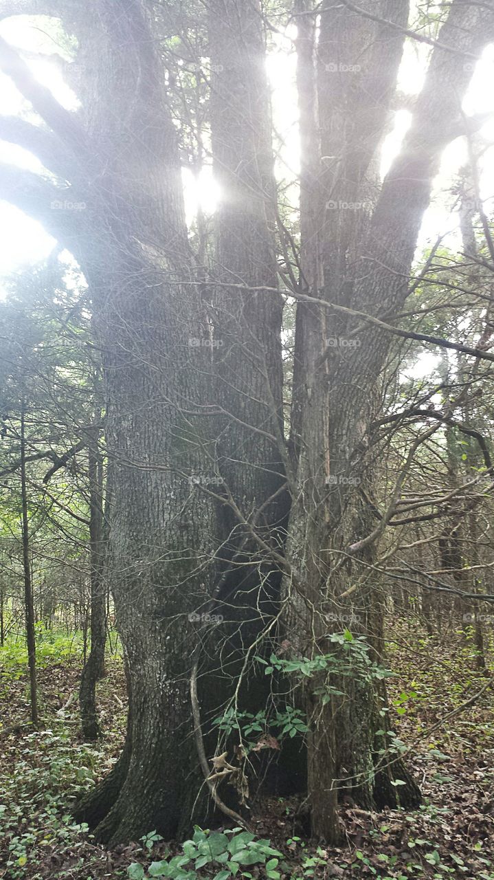Massive Tree. Oak tree in the forest