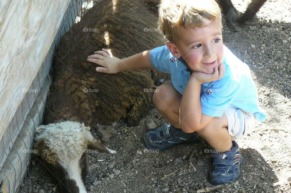 Boy petting a sheep