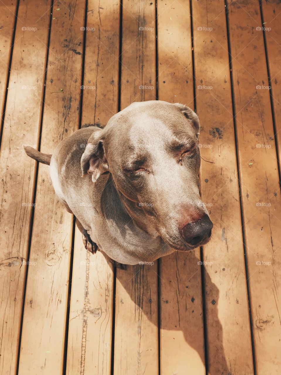 Tired Weimaraner 