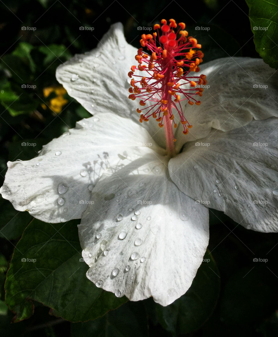 White hibiscus flower after rain shower with rain drops on petals