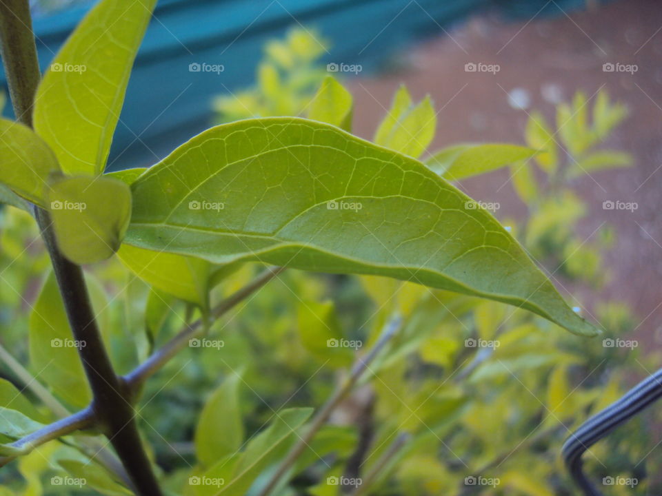 Natural Leaf shot