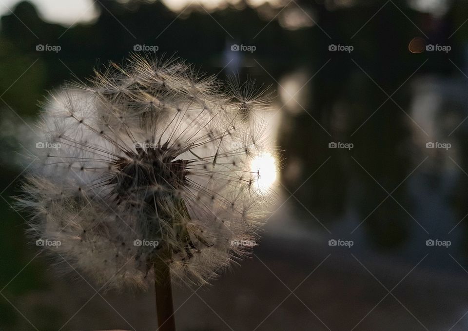 Common dandelion