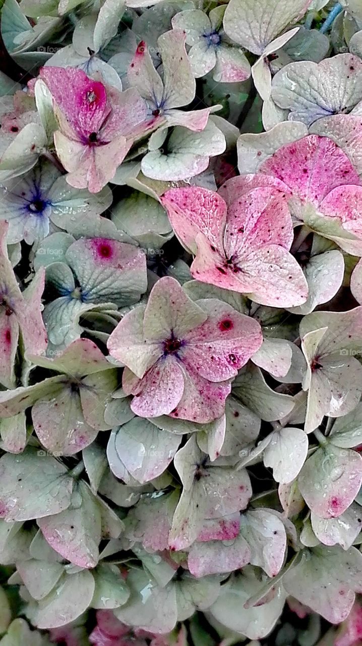 In the garden after rain..