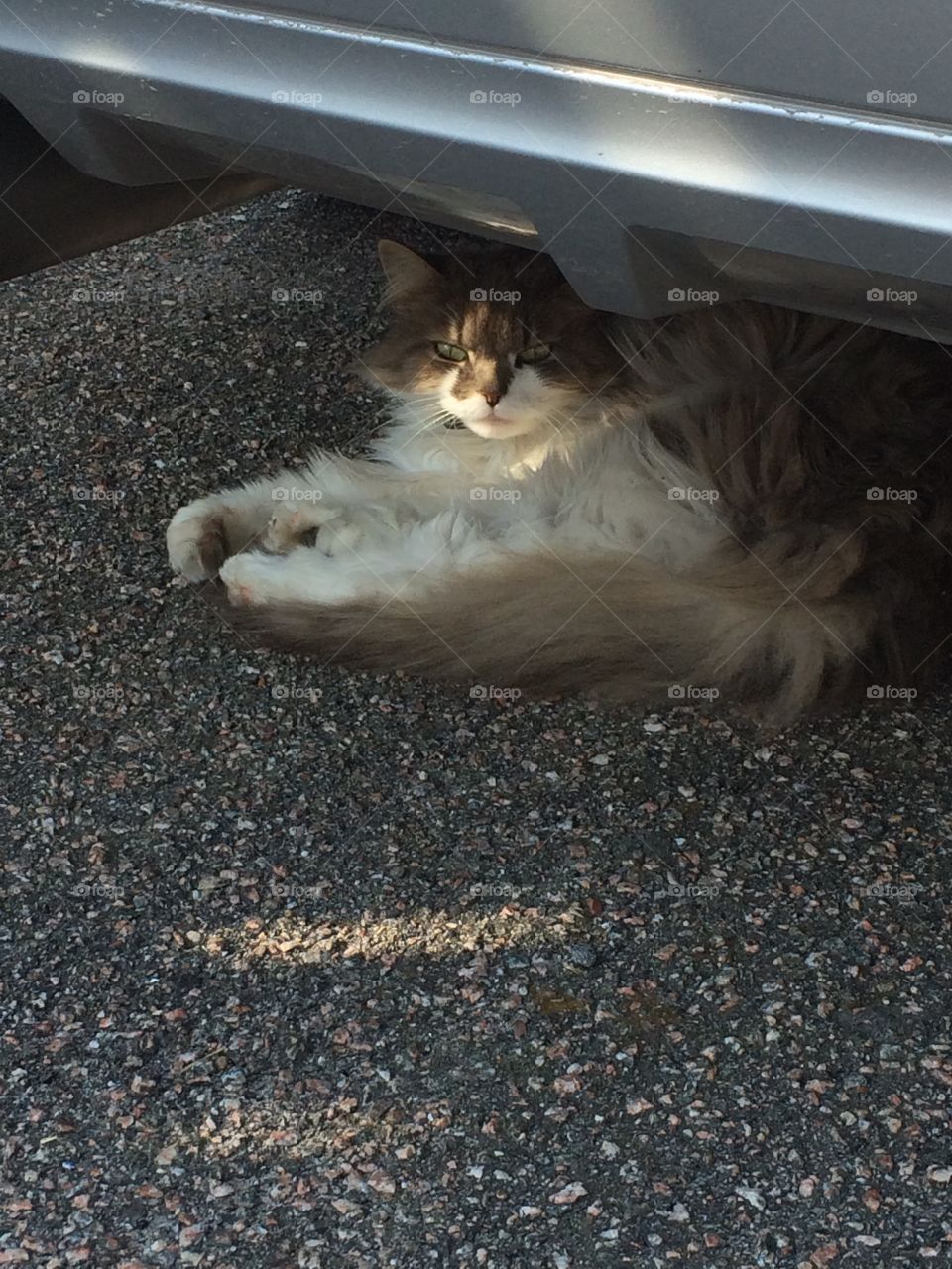 Cat under car