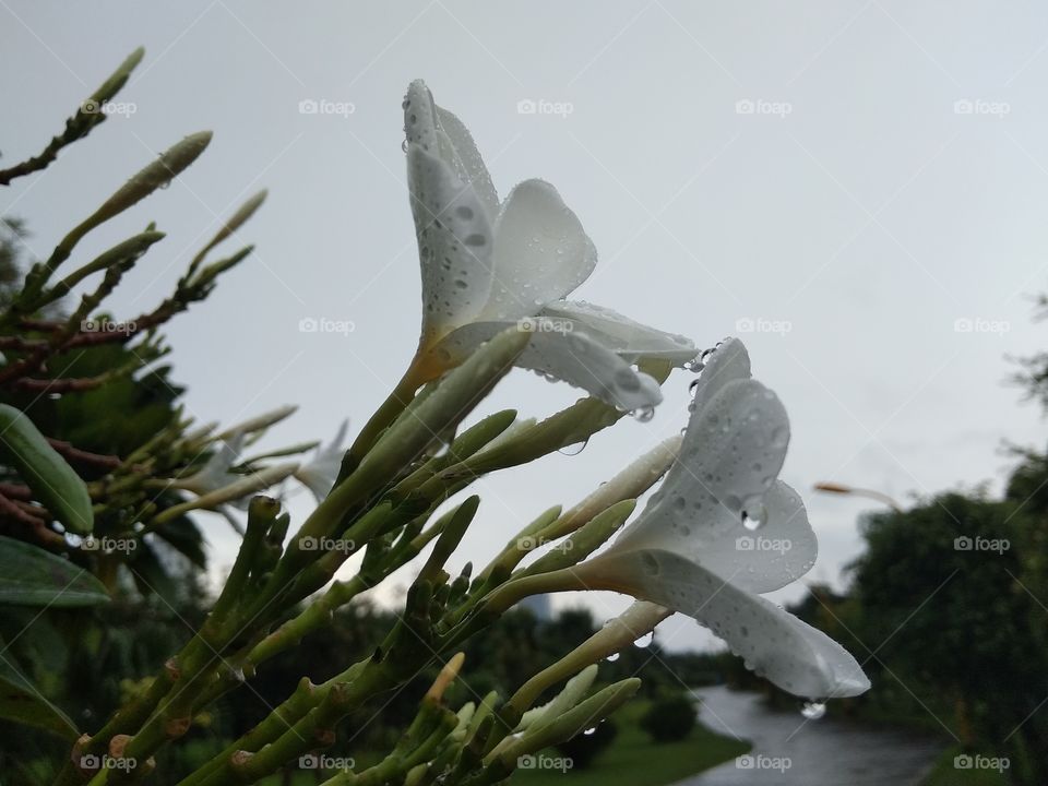 nature of frangipani flower