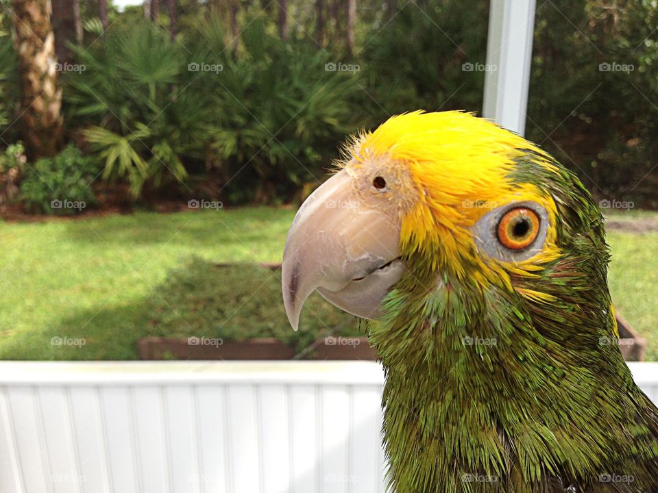 Wet green parrot on a summer day.