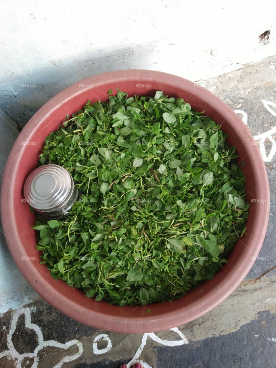 the green leafs with steel container in plastics container