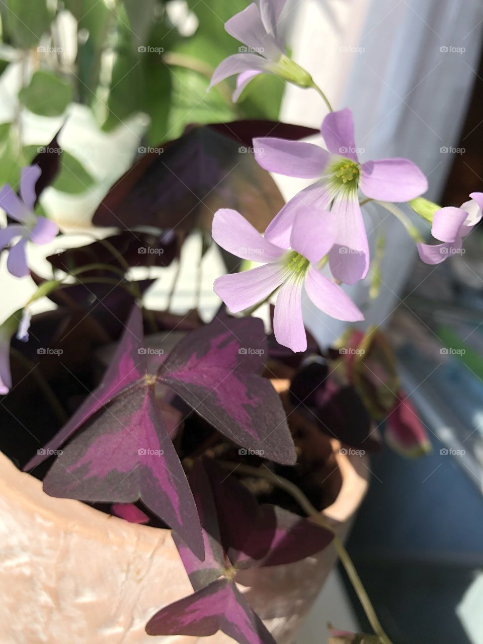 Весенние цветочки 