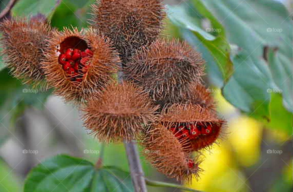 Sementes de urucum II