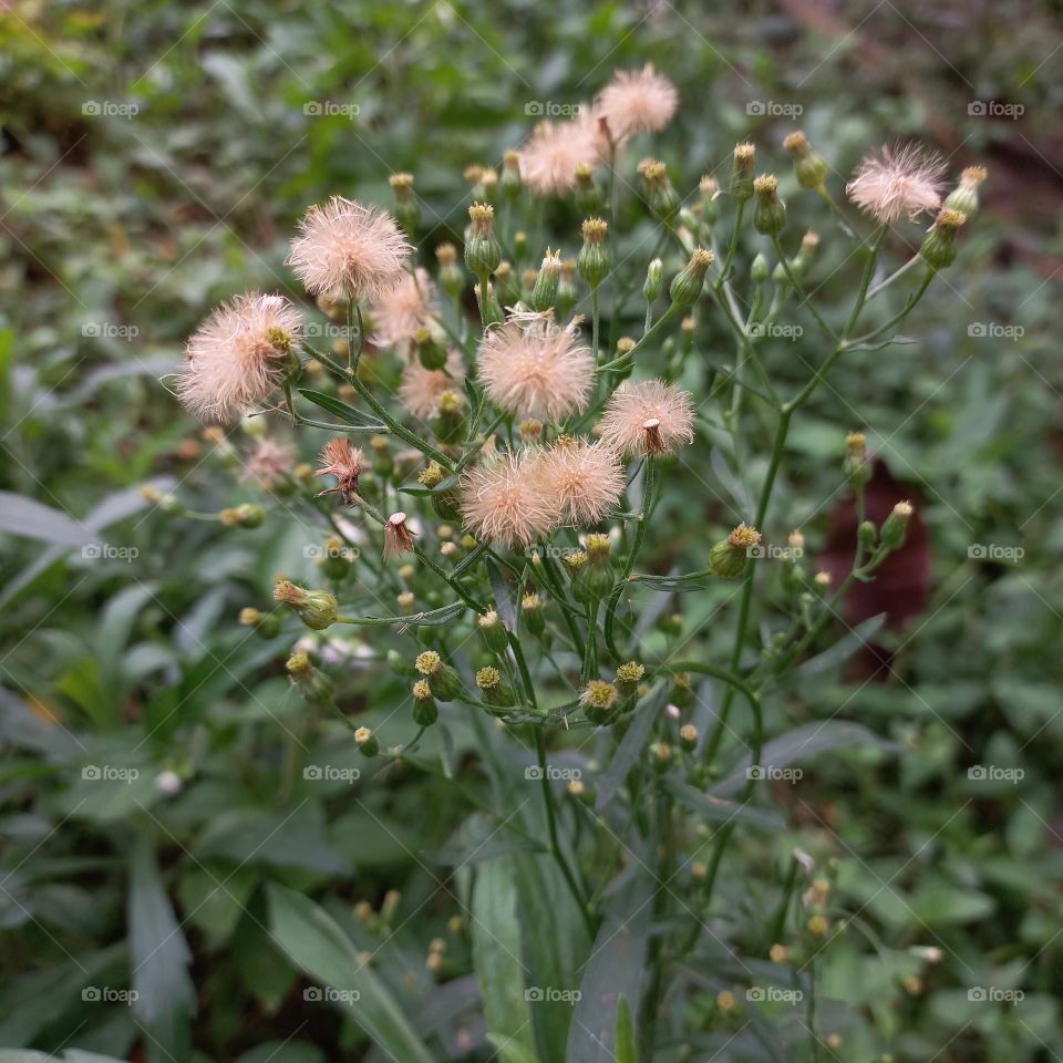 Jelantir is a species of flowering weed plant belonging to the genus Conyza belonging to the Asteraceae tribe