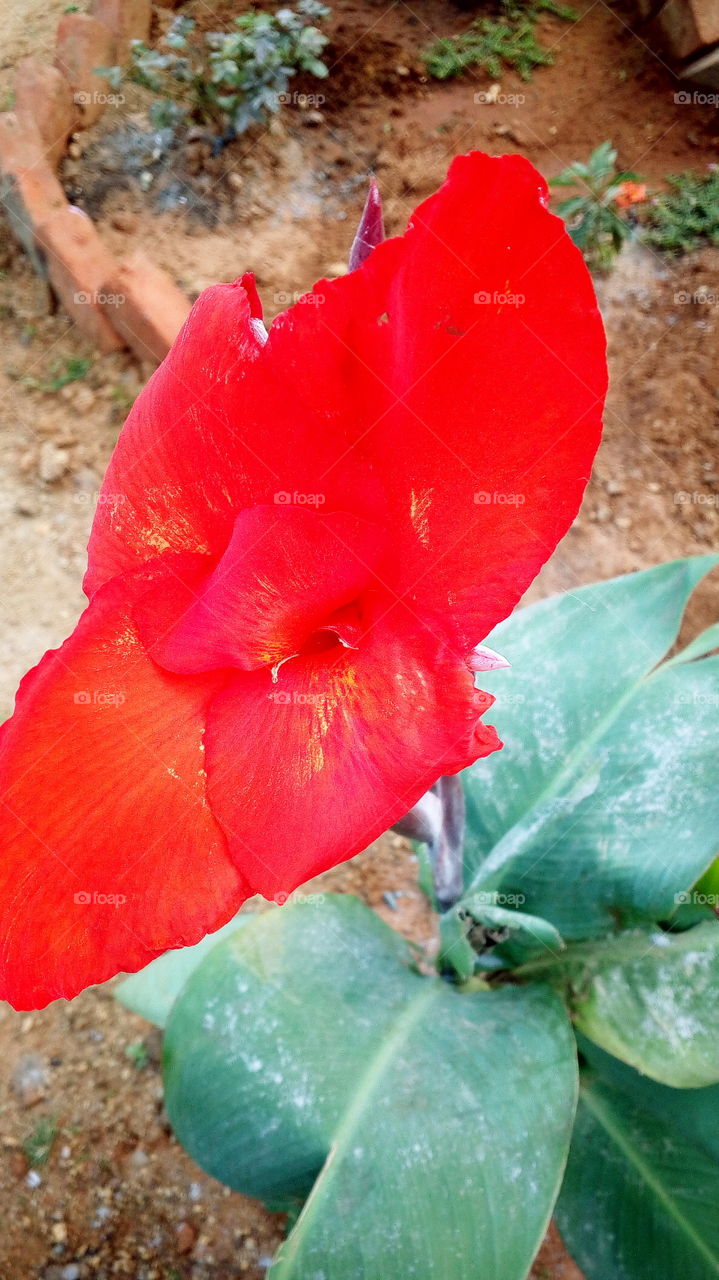 the most beautiful blooming red colour big flower in my garden