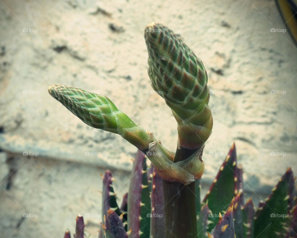 Those who see the picture imagine that it is the head of a snake, but in fact it is a flower of a plant Aloe brevifolia