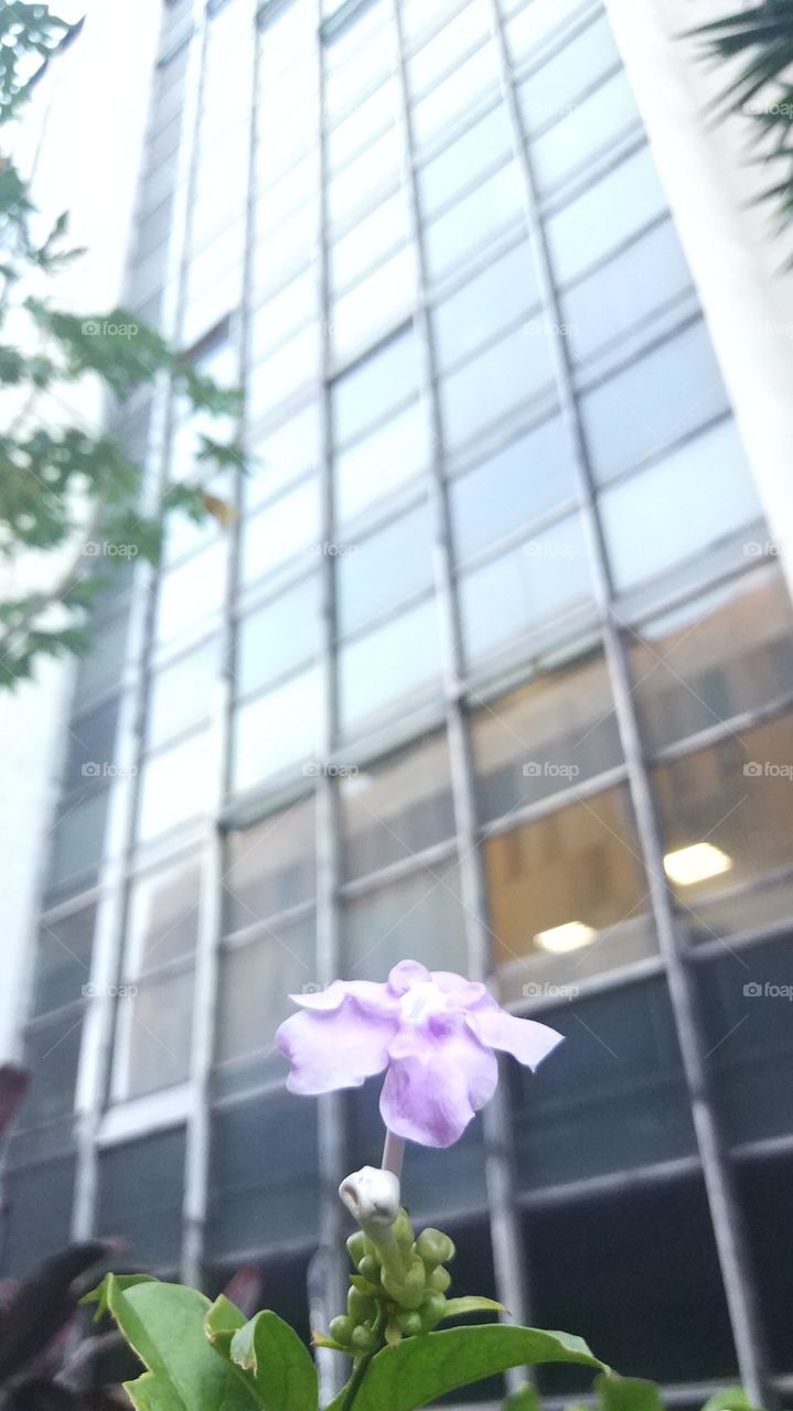 flor prédio