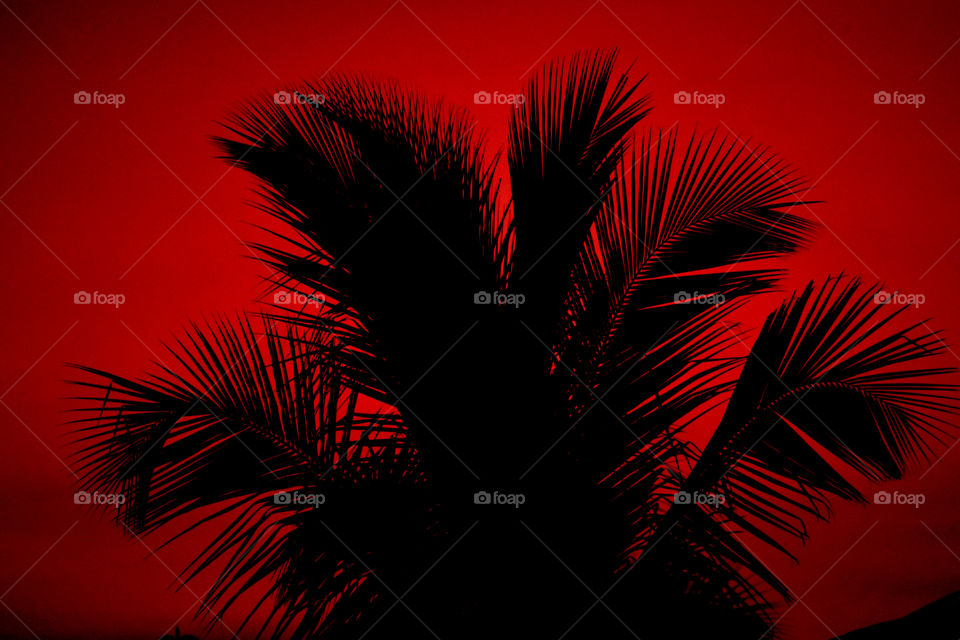 Coconut leaves are isolated on blood red background.
