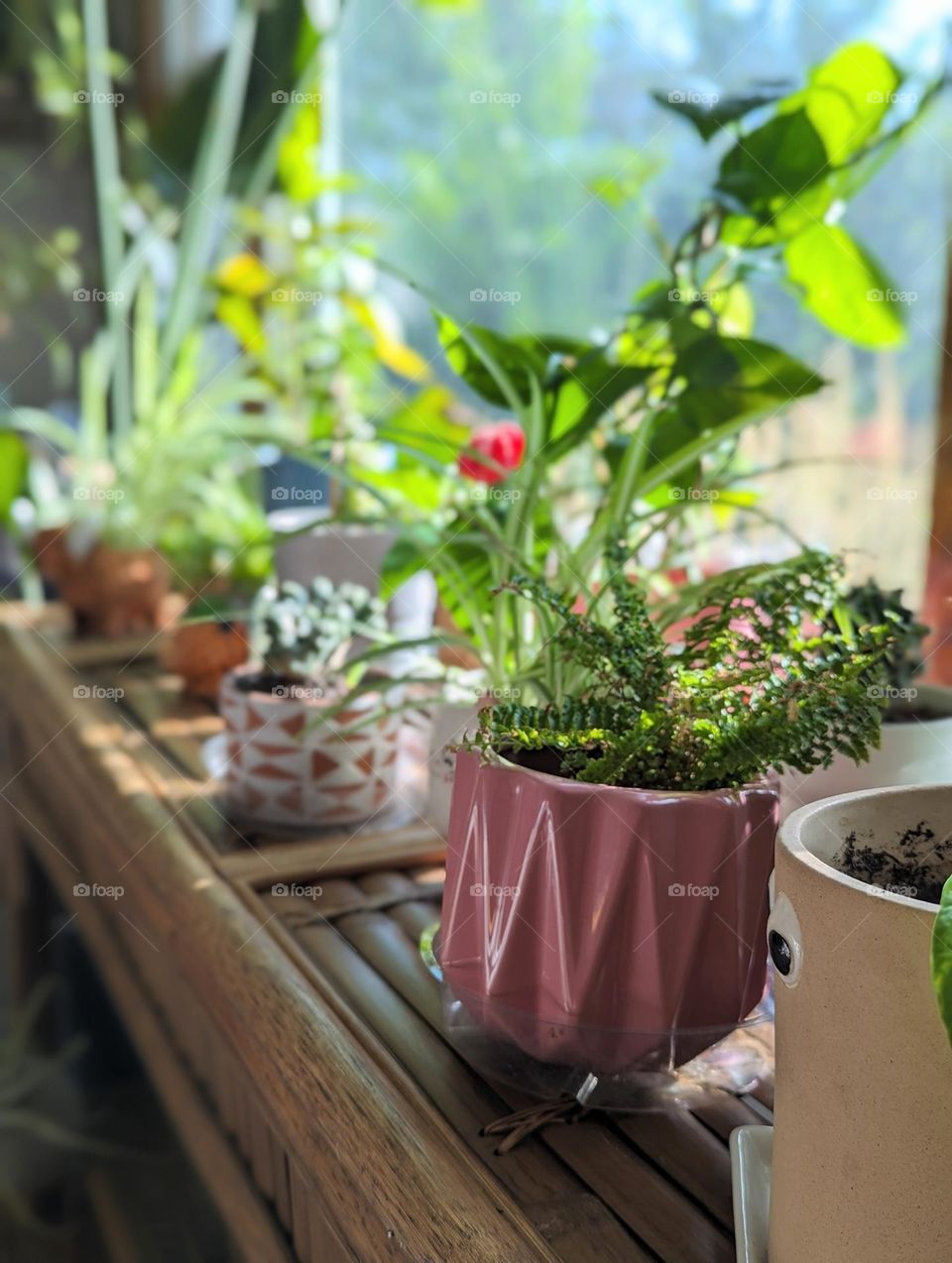 indoor house plants in the morning sun projecting happiness, in pink, terracotta, animal and face pots on a beautiful bamboo console table