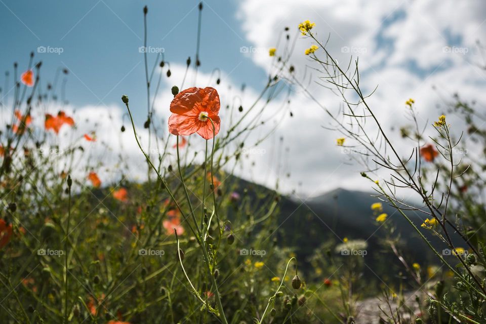 Red poppie on mountain background