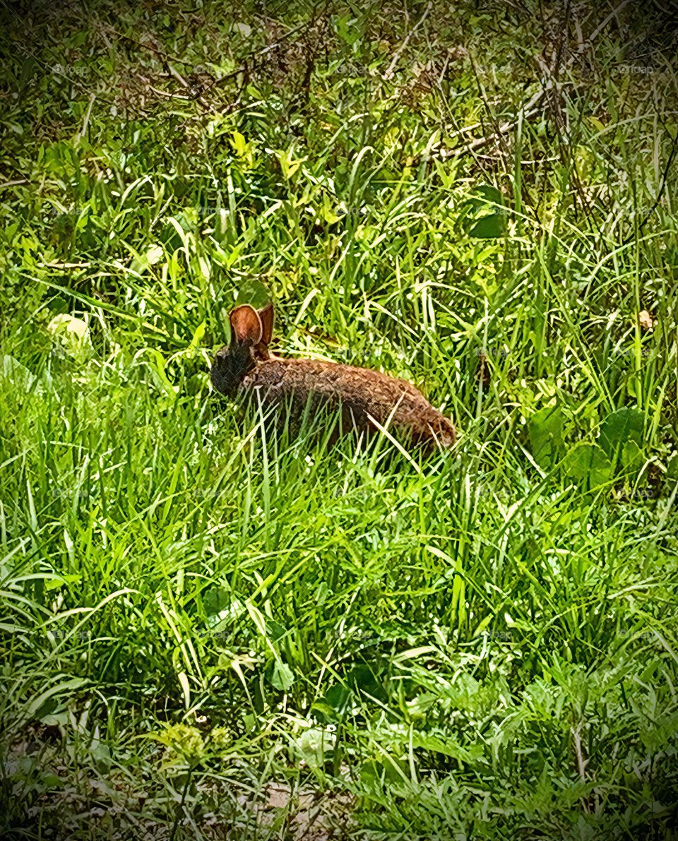 Brown Rabbit Sighting At The Draa Field Stormwater Park In Florida Through The Grass By The Basin In The City Looking Around. 