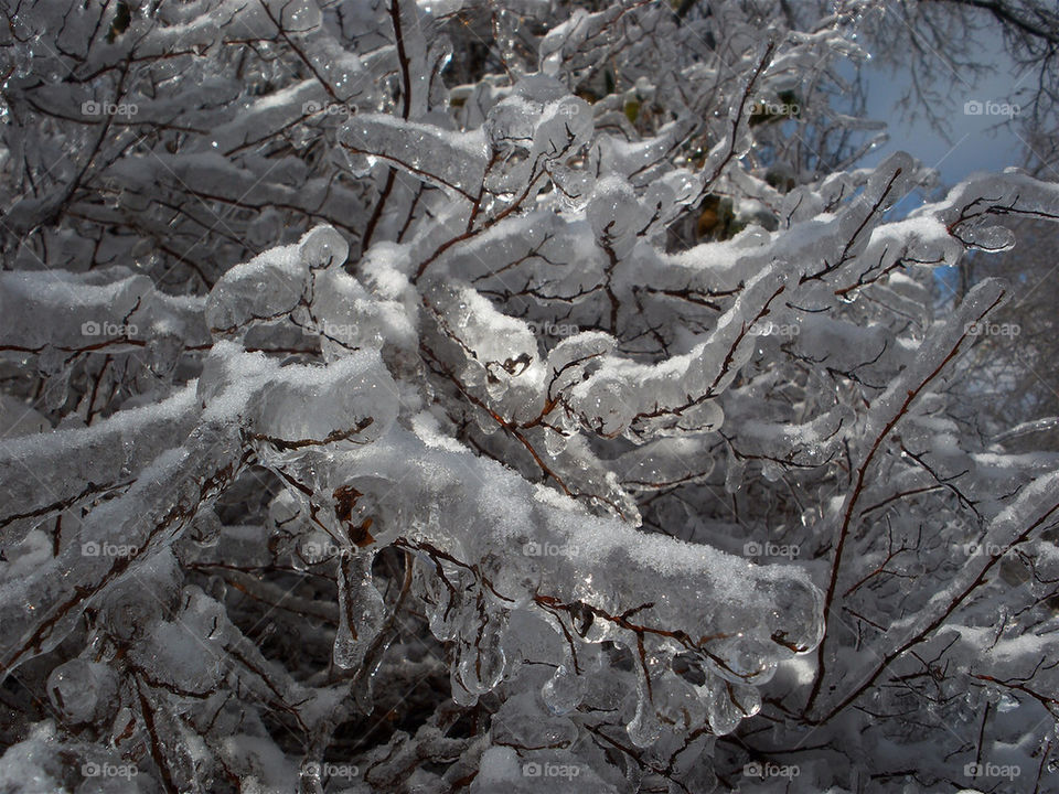 snow winter trees ice by momjan