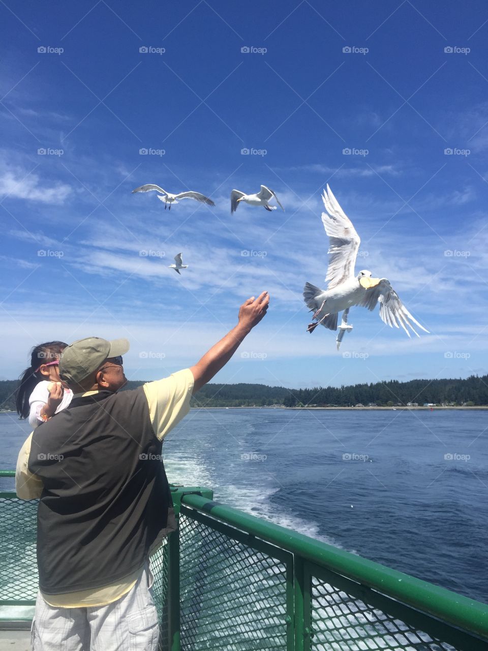 Feeding the birds. Ferry ride to Seattle