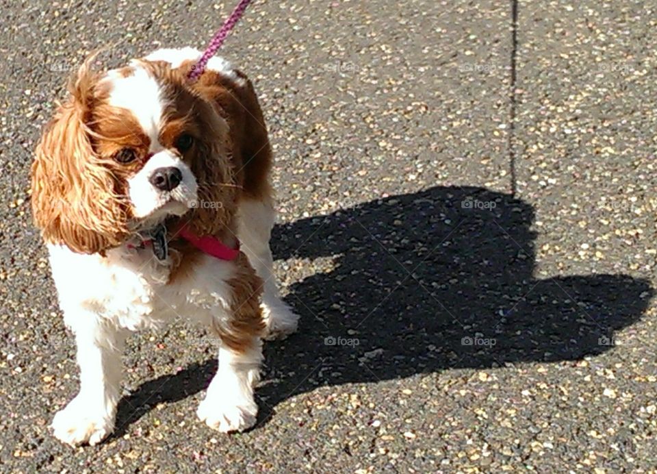 Just me and my Shadow!