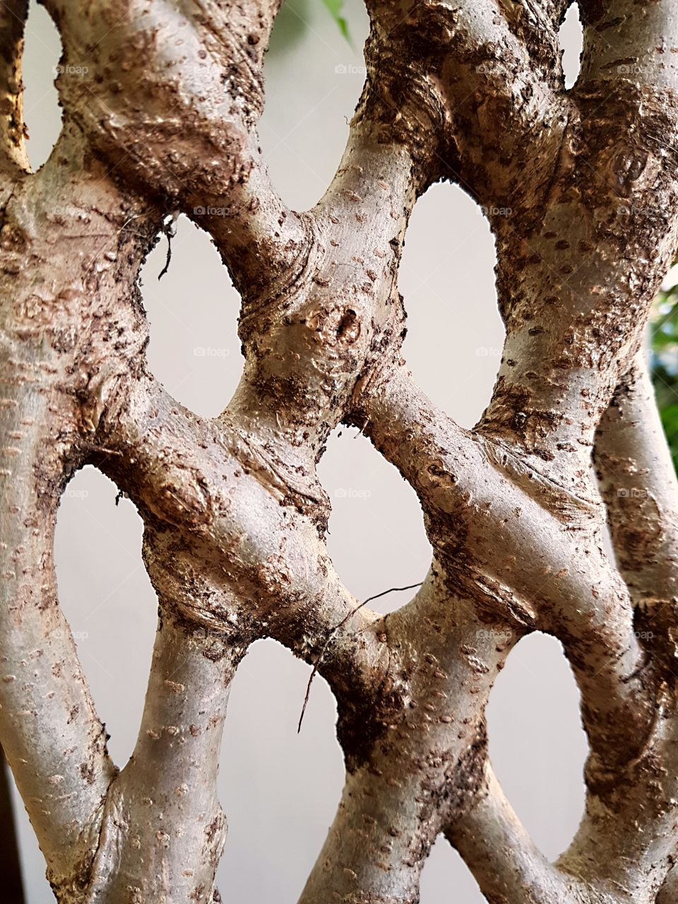 Decorative braided trunk of ficus. Texture of a tree close-up.