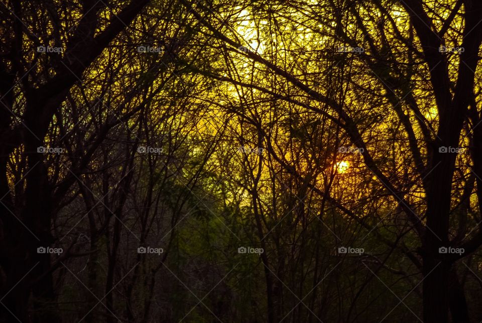 Silhouette of bare trees in forest