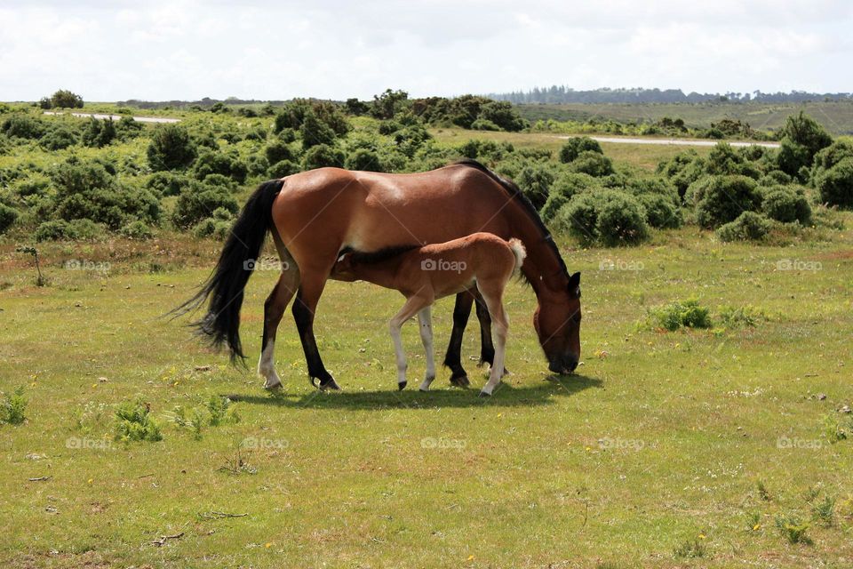 Colt feeding