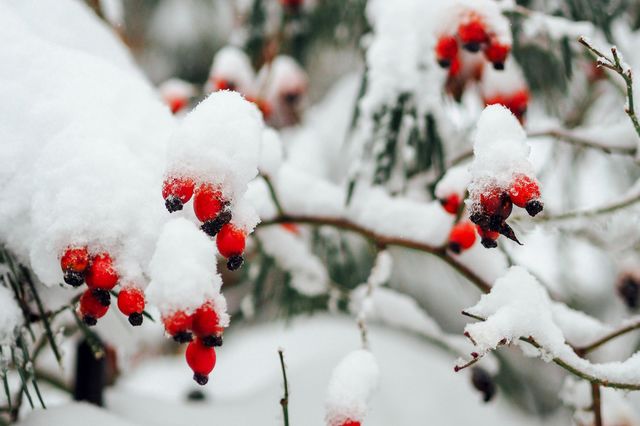 Snow , nature , winter , trees , branches , white , ski