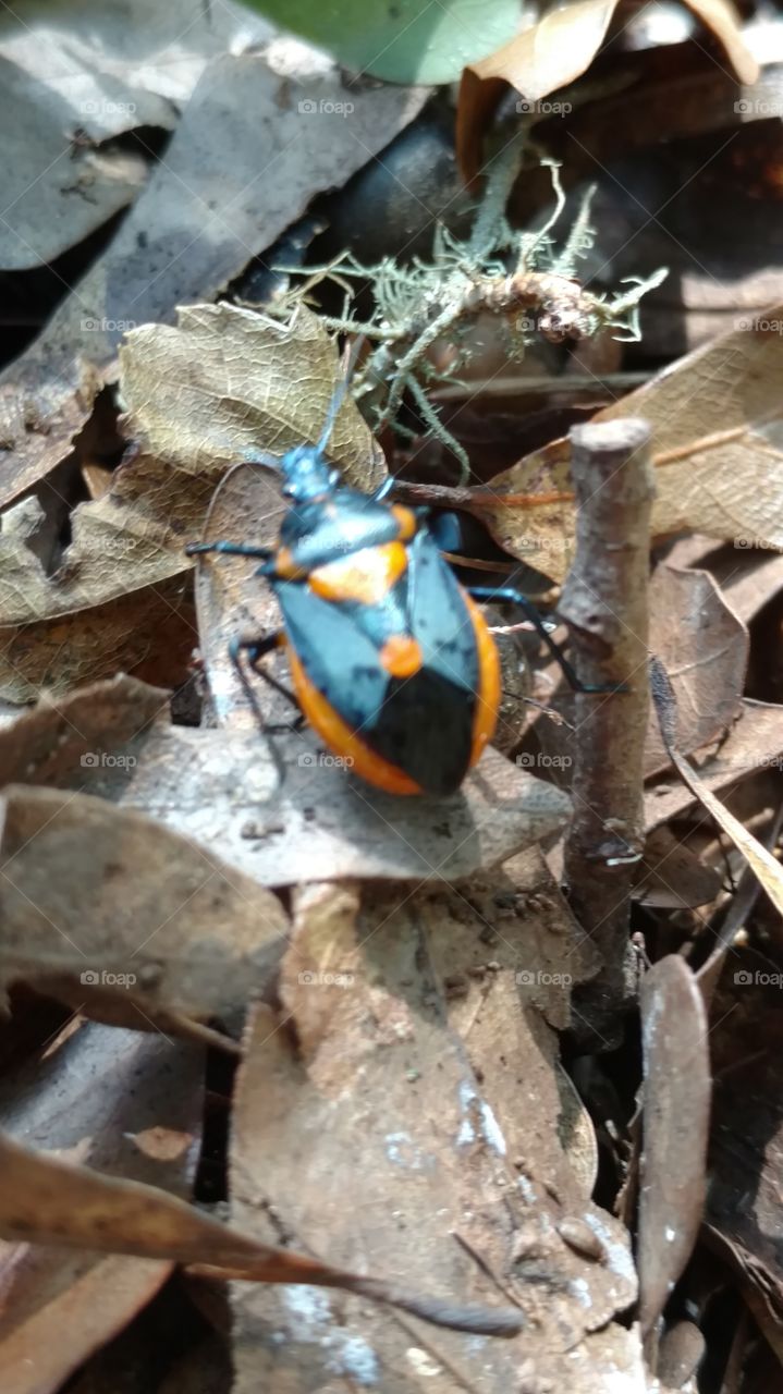 Insect, Nature, Flame, Outdoors, Wood