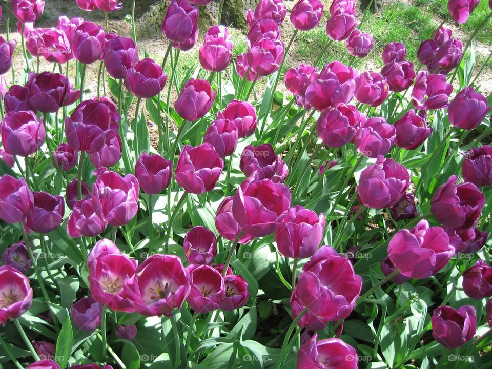 Tulips abound