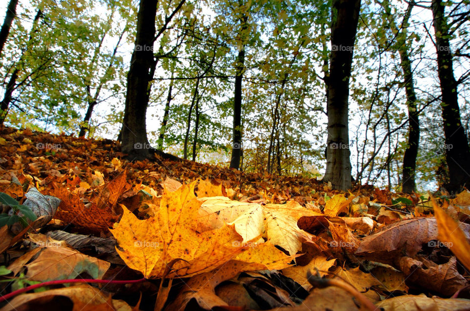 LARGE AUTUMN LEAVES IN THE FOREGROUND FROM A LOW ANGLE, TREES IN THE