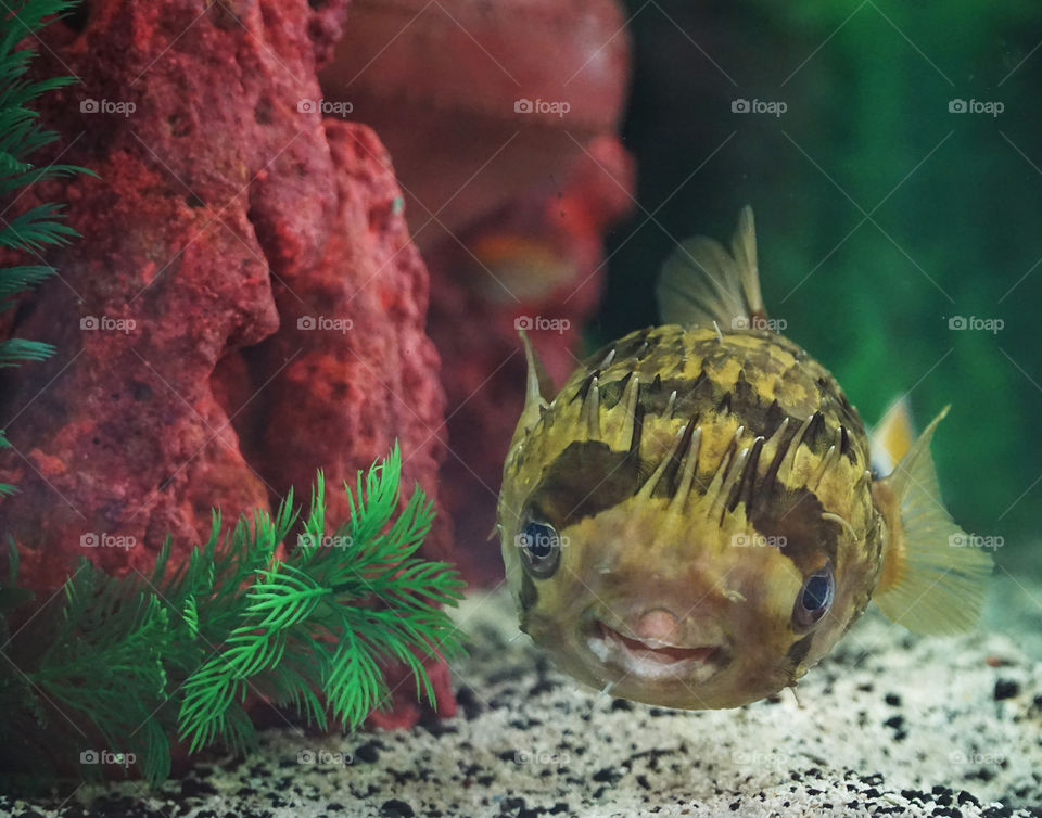 Smiling puffer fish