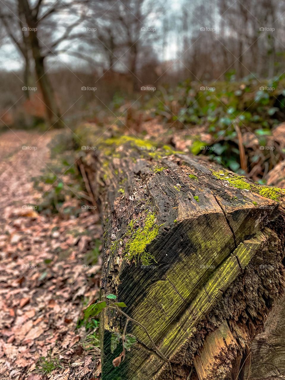 Winter/autumn log embedded in warm dry fallen leaves