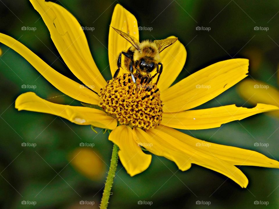 
Plants all around us - Swamp Sunflowers with a bee - The entire plant looks like a giant flame, drawing the attention of gardeners and many species of butterflies, bees, and other nectar feeders.
