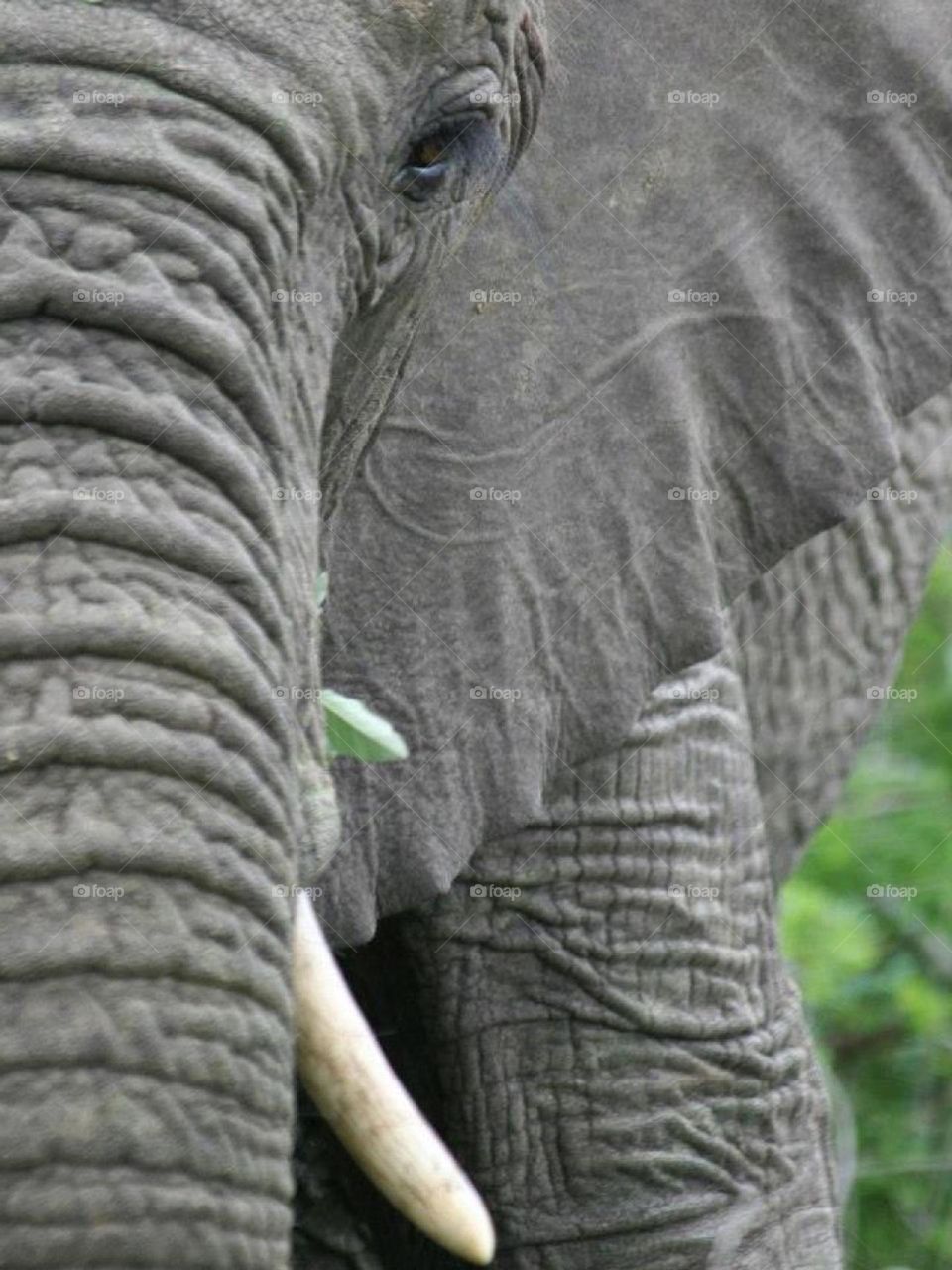Large Elephant Bull Mjejane