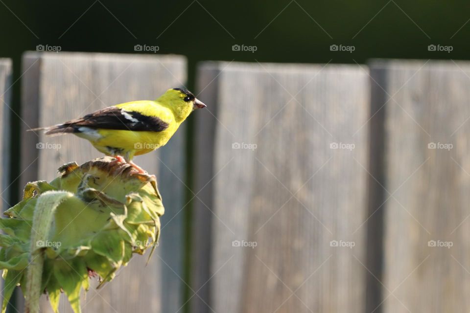 American Goldfinch