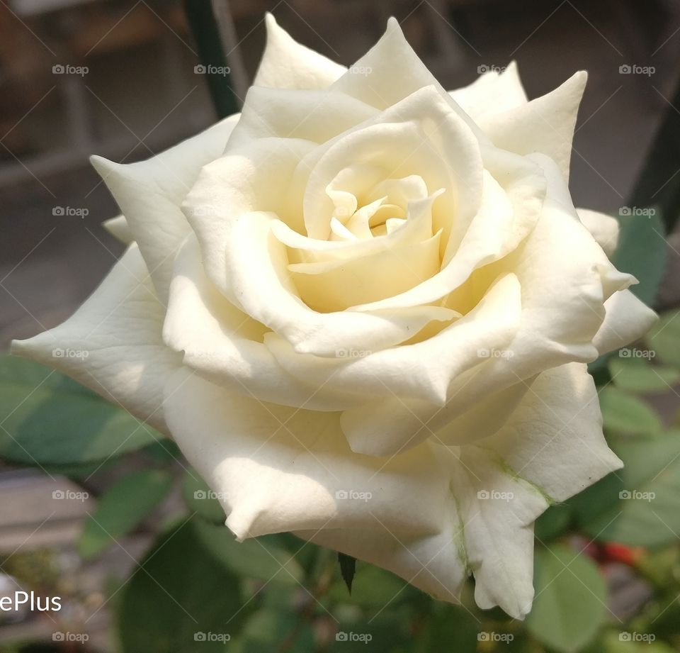 White rose and petals, nature's architecture