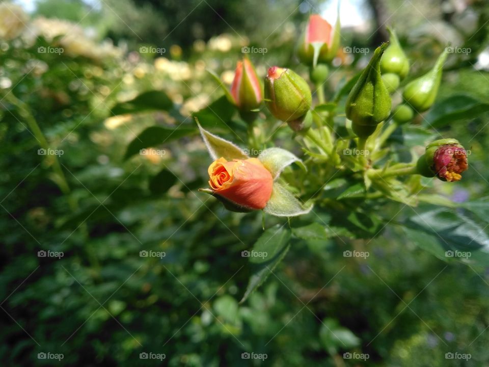 Orange head rose