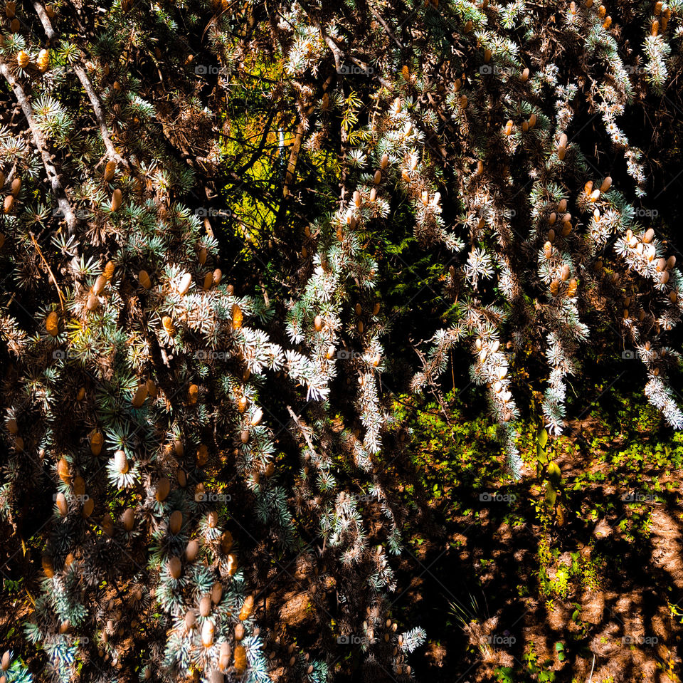 Fir in Vienne in France