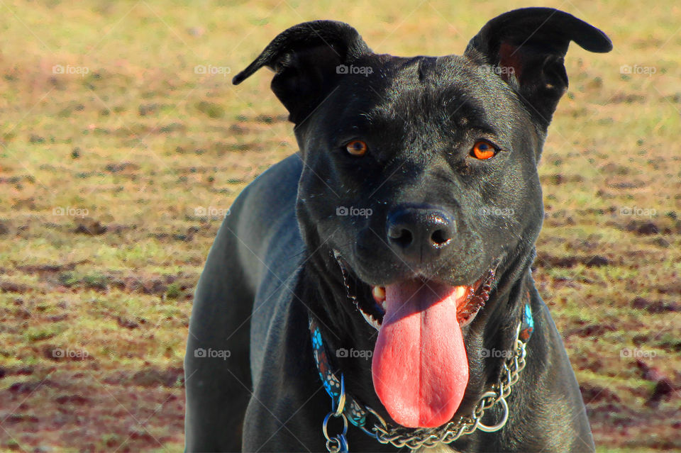 Closeup of a super friendly black Labrador who was so much fun at my favourite dog park. There was too much stuff in the background so I substituted the grass background from the dog park make the pup pop!