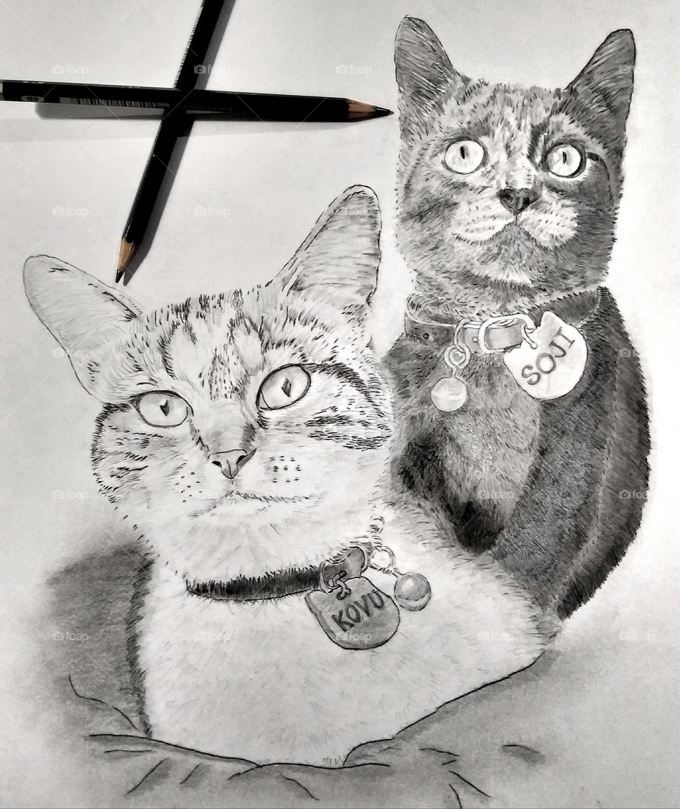 cats in scetch