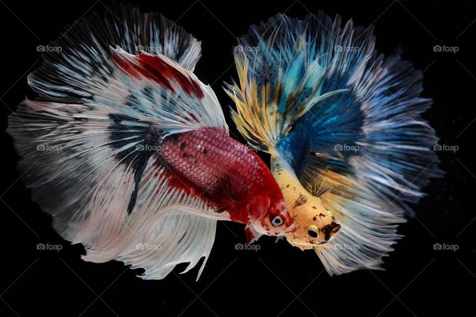 the beauty of bettafish