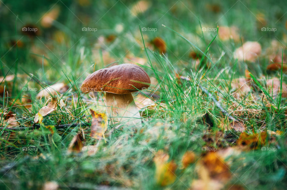 Boletus mushroom porcini growing in forest grass, Belarus