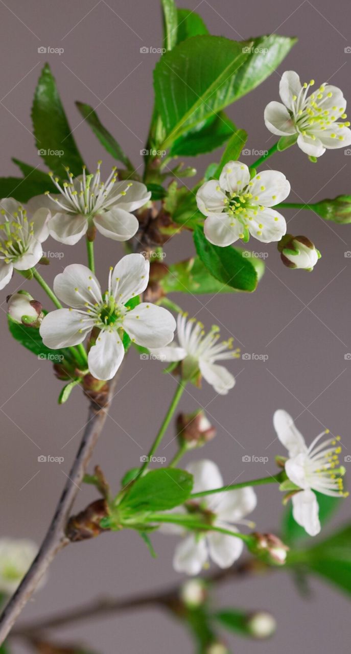 Incredible white and green flowers 