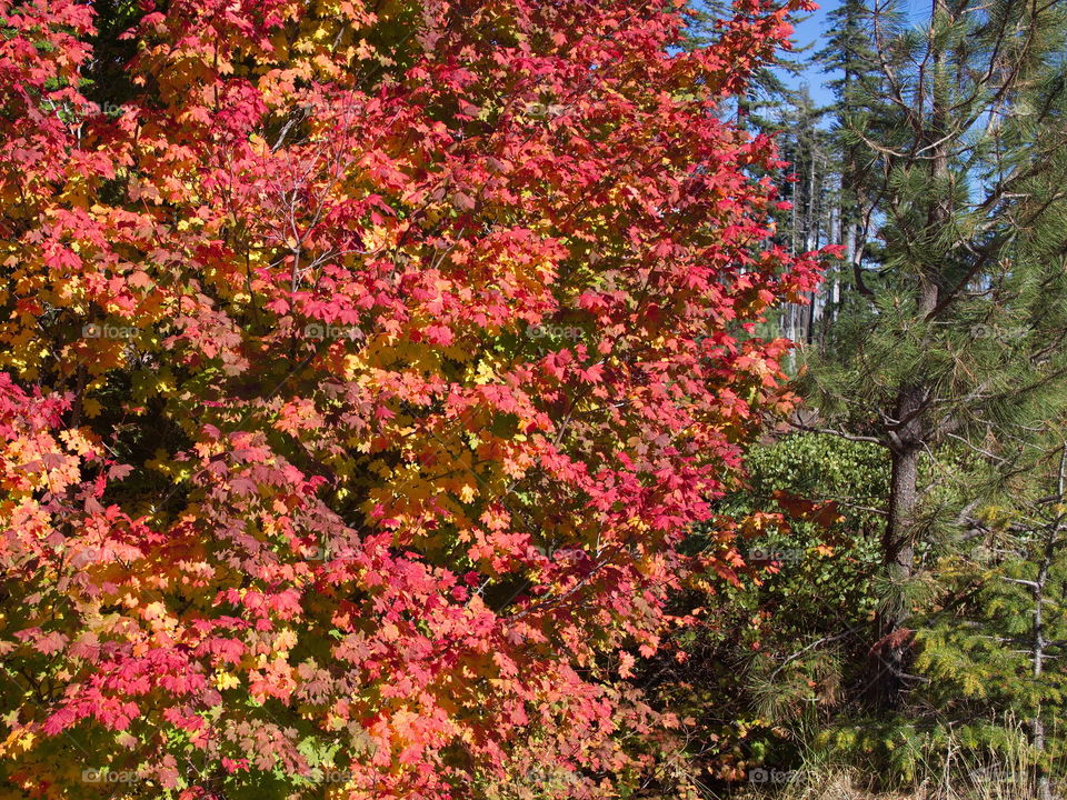 Maple leaves in their brilliant fall colors in the forests of Oregon 