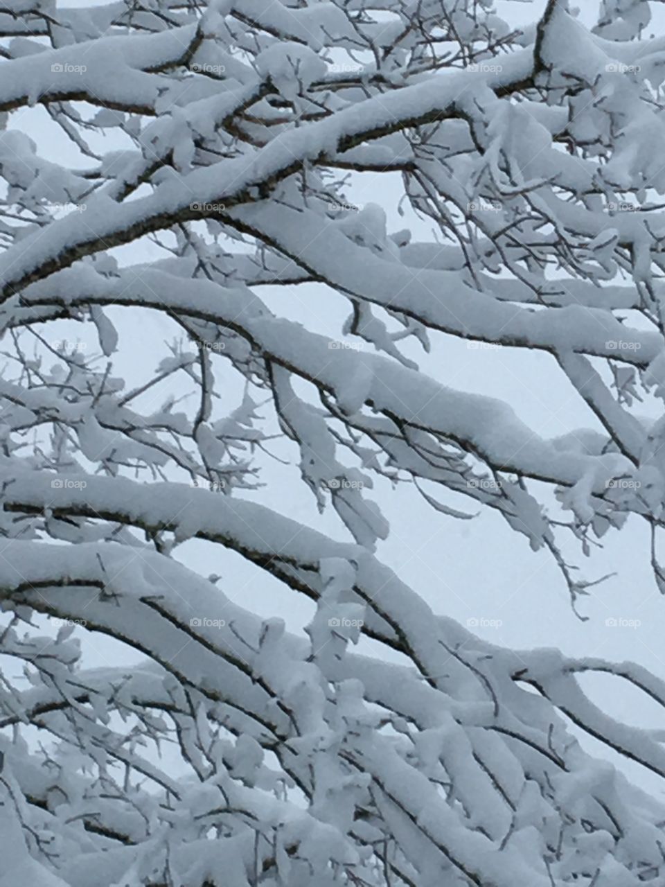 Tree Branches With Frozen Ice & Snow