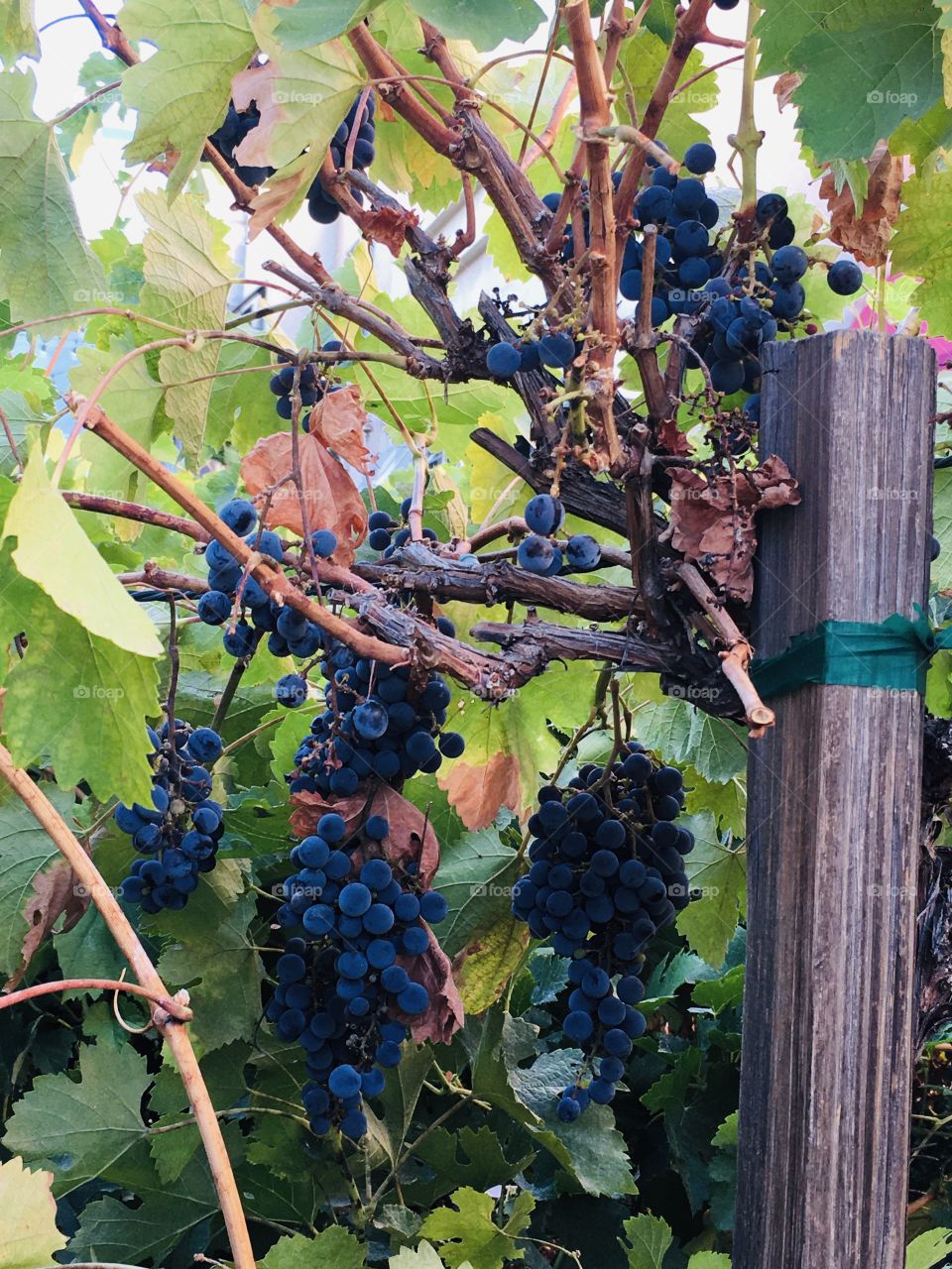 Grapevines