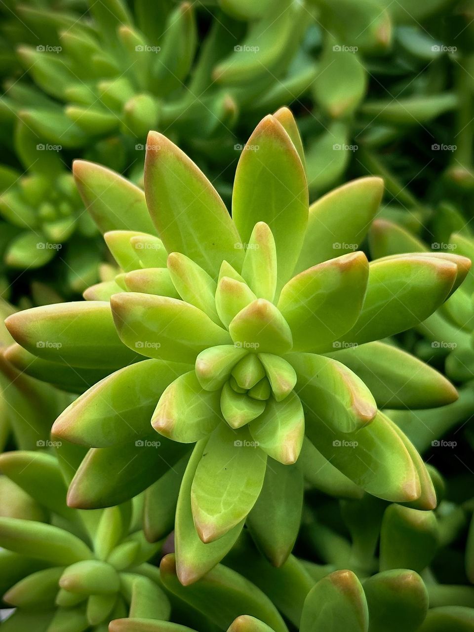 Green colored sedum flower with patterned leaves, with vegetation around as background.